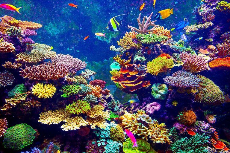 The 10 Most Beautiful Coral Reef In The Whole World For You