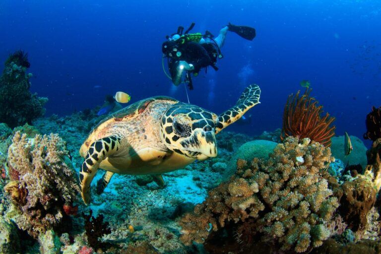 Scuba Diving Hawaii: The15 Fantastic Diving Destinations