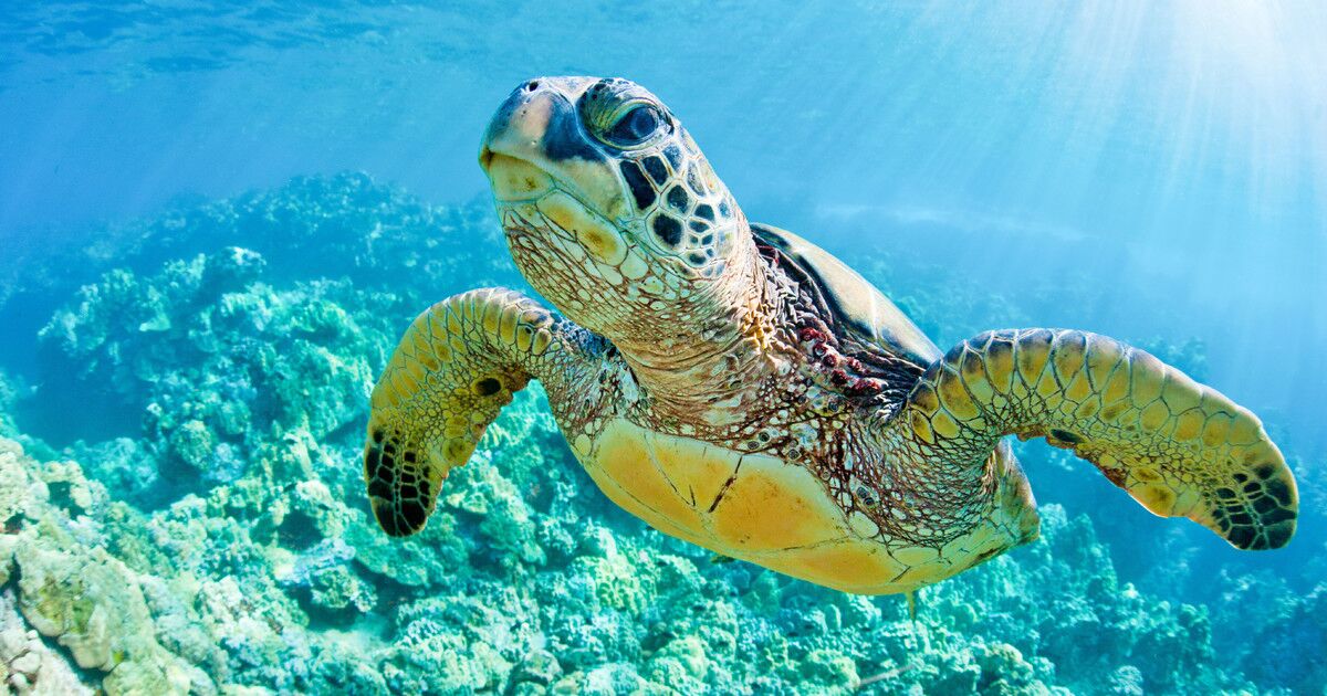 Turtle Town In Maui: Amazing Snorkeling With 1001 Turtles 🙂