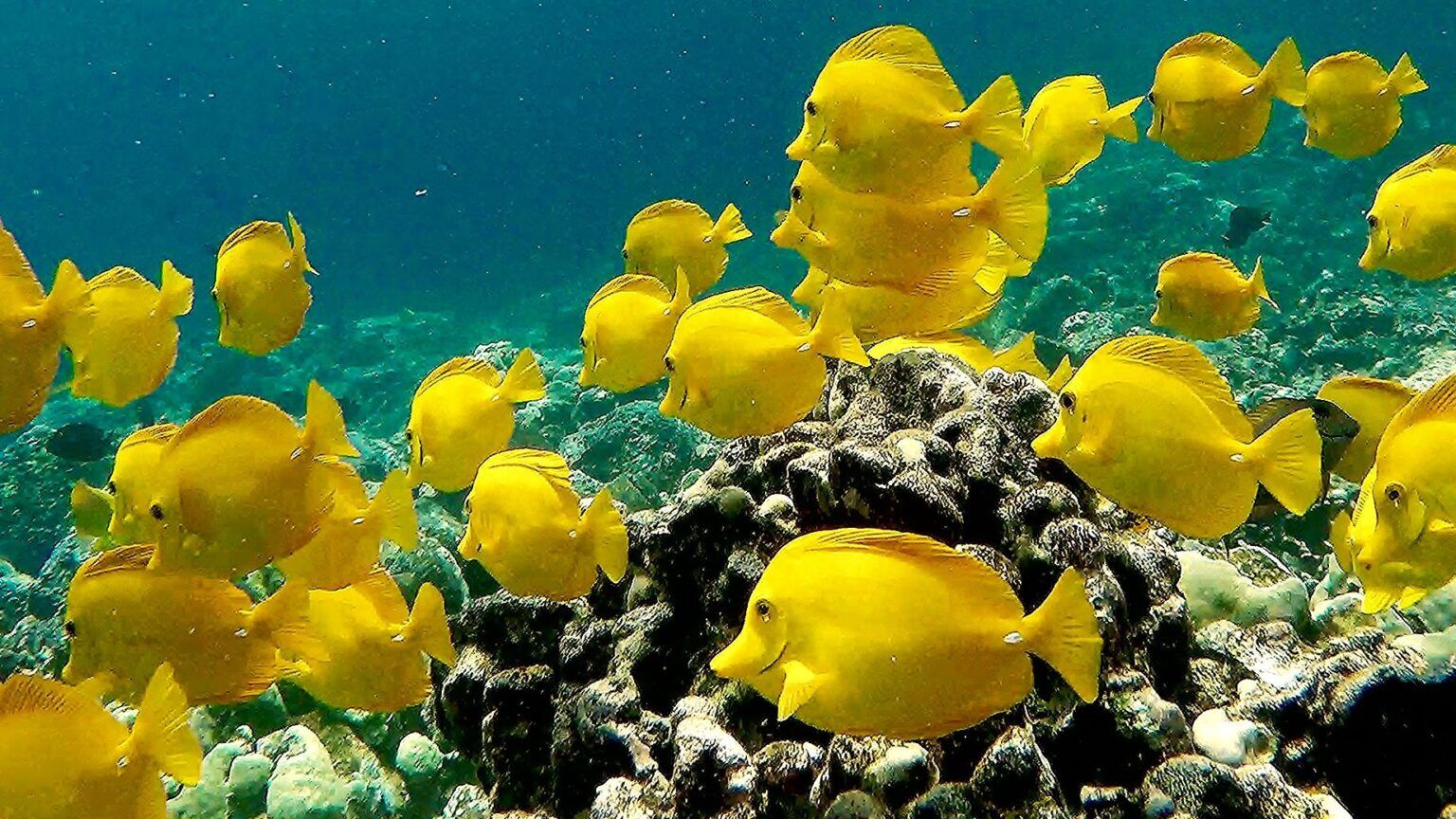 Hawaiian Reef Fish And Other Creatures:18 Magical Of Them