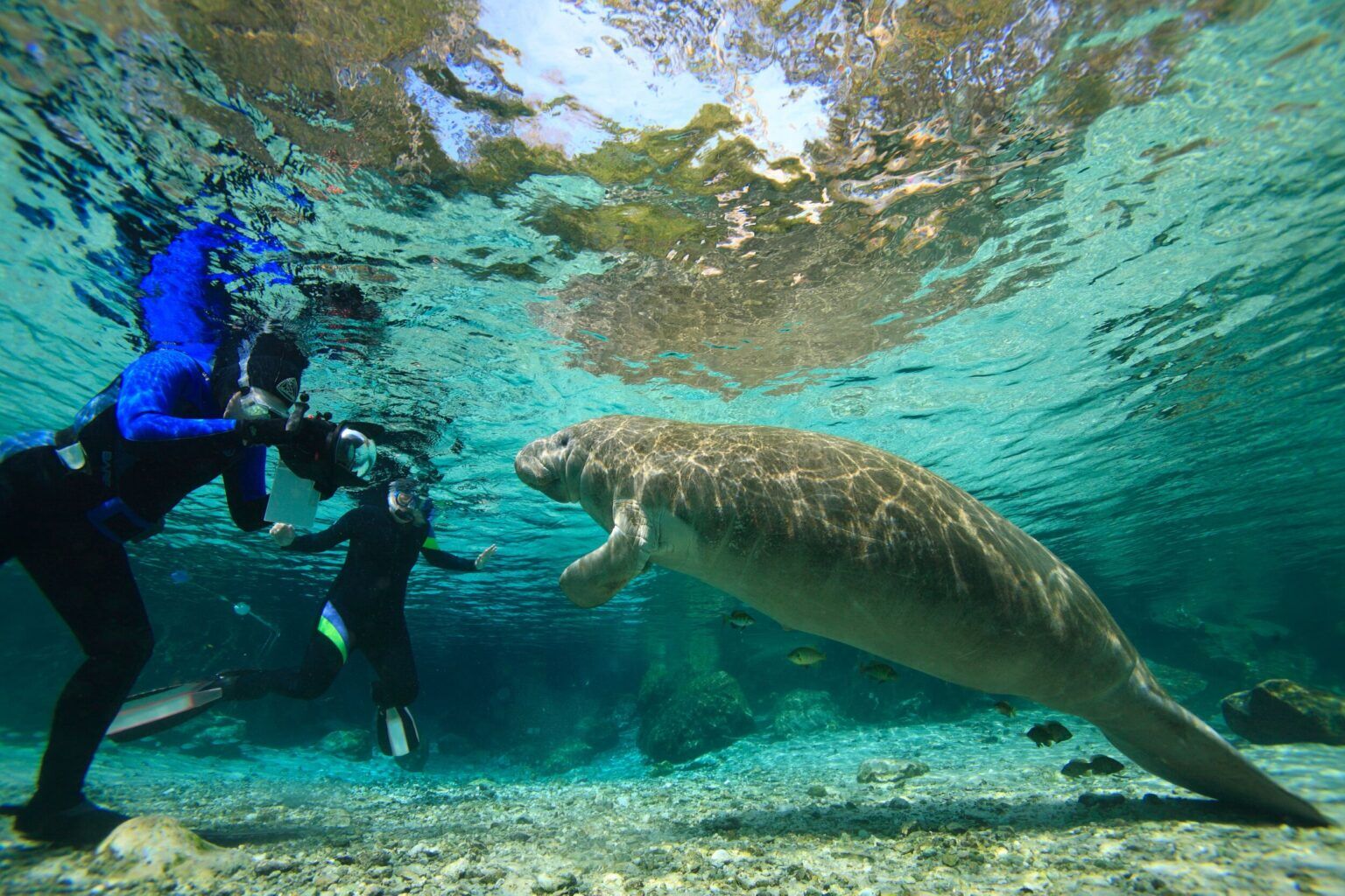 Scuba Diving In Florida: The 20 Greatest Dive Sites